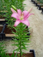 [1637 Merlet No02.JPG]